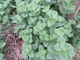 Attēlu rezultāti vaicājumam “Mentha spicata”