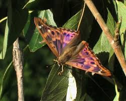 Attēlu rezultāti vaicājumam “Apatura ilia male”