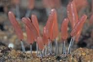 Attēlu rezultāti vaicājumam “Stemonitopsis typhina”