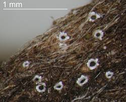 Attēlu rezultāti vaicājumam “Stictis”