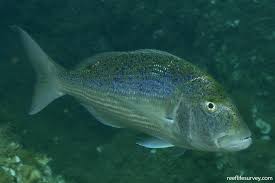 Image result for Dentex dentex