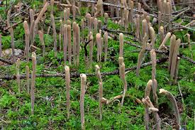 Attēlu rezultāti vaicājumam “Clavariadelphus ligula”