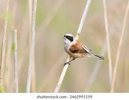 Image result for Remiz pendulinus