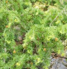 Attēlu rezultāti vaicājumam “Larix kaempferi fruit”