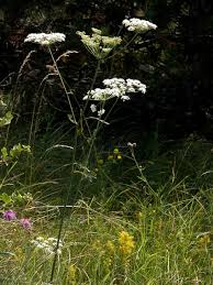 Attēlu rezultāti vaicājumam “Peucedanum oreoselinum flower”