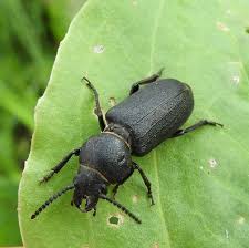 Attēlu rezultāti vaicājumam “Spondylis buprestoides”