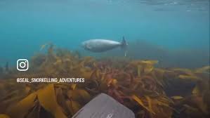 Image result for Wyndley Seals Snorkelling Club