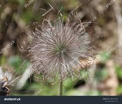 Attēlu rezultāti vaicājumam “Pulsatilla pratensis flower”