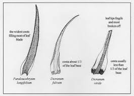 Attēlu rezultāti vaicājumam “Paraleucobryum longifolium sporophyte”