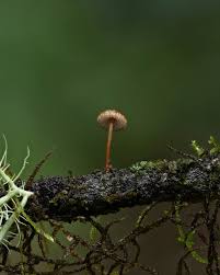 Attēlu rezultāti vaicājumam “Badhamia sp.”