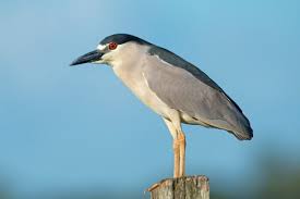 Image result for Nycticorax nycticorax