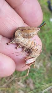 Attēlu rezultāti vaicājumam “Stauropus fagi larva”