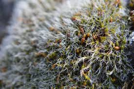 Attēlu rezultāti vaicājumam “Grimmia muehlenbeckii”