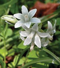 Attēlu rezultāti vaicājumam “Ornithogalum umbellatum flower”