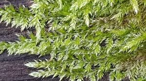 Attēlu rezultāti vaicājumam “Sciuro-hypnum”