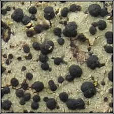 Attēlu rezultāti vaicājumam “Lecidella elaeochroma”