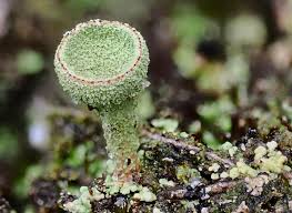 Attēlu rezultāti vaicājumam “Cladonia pyxidata”
