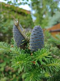 Attēlu rezultāti vaicājumam “Abies koreana”