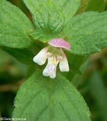 Attēlu rezultāti vaicājumam “Galeopsis bifida”
