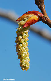 Attēlu rezultāti vaicājumam “Populus x jackii flower”