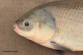 Image result for Ictiobus cyprinellus