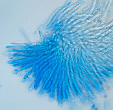 Attēlu rezultāti vaicājumam “Nectria episphaeria”