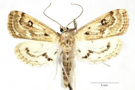 Attēlu rezultāti vaicājumam “Parapoynx stratiotata female”