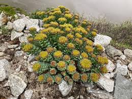 Attēlu rezultāti vaicājumam “Rhodiola rosea flower”