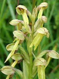 Attēlu rezultāti vaicājumam “Coeloglossum viride flower”