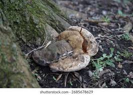 Attēlu rezultāti vaicājumam “Ganoderma applanatum”