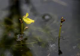 Attēlu rezultāti vaicājumam “Utricularia minor flower”