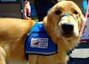 North Star CBS News Story | Emotional Support Animals