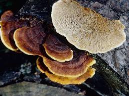 Attēlu rezultāti vaicājumam “Gloeophyllum abietinum”