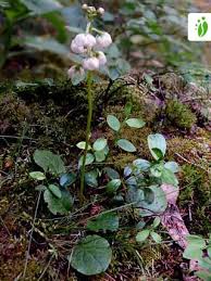 Attēlu rezultāti vaicājumam “Pyrola media”