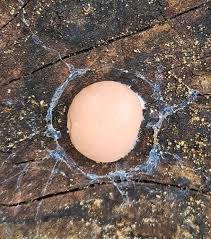 Attēlu rezultāti vaicājumam “Reticularia jurana young”