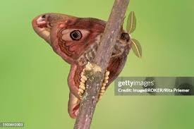 Attēlu rezultāti vaicājumam “Saturnia pavonia eggs”