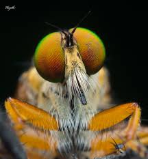 Attēlu rezultāti vaicājumam “Bryum funkii macro”