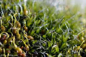 Attēlu rezultāti vaicājumam “Grimmia pulvinata”