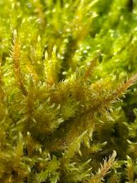 Attēlu rezultāti vaicājumam “Cratoneuron filicinum”