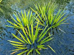 Attēlu rezultāti vaicājumam “Stratiotes aloides leaf”