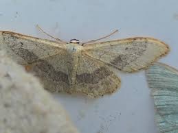 Attēlu rezultāti vaicājumam “Idaea aversata”