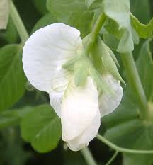 Attēlu rezultāti vaicājumam “Pisum sativum flower”
