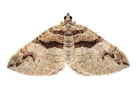 Attēlu rezultāti vaicājumam “Pareulype berberata”