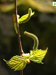 Attēlu rezultāti vaicājumam “Betula nana female flower”