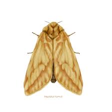 Attēlu rezultāti vaicājumam “Hepialus humuli female”