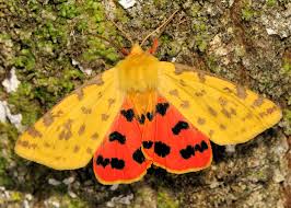 Attēlu rezultāti vaicājumam “Rhyparia purpurata”