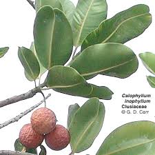 Attēlu rezultāti vaicājumam “Clusiaceae”