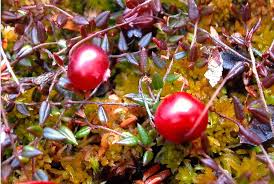 Attēlu rezultāti vaicājumam “Oxycoccus bud”