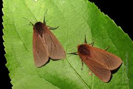 Attēlu rezultāti vaicājumam “Phragmatobia fuliginosa imago”