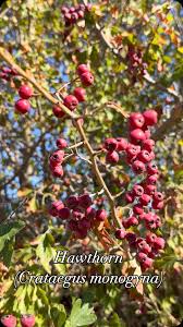 Attēlu rezultāti vaicājumam “Crataegus monogyna fruit”